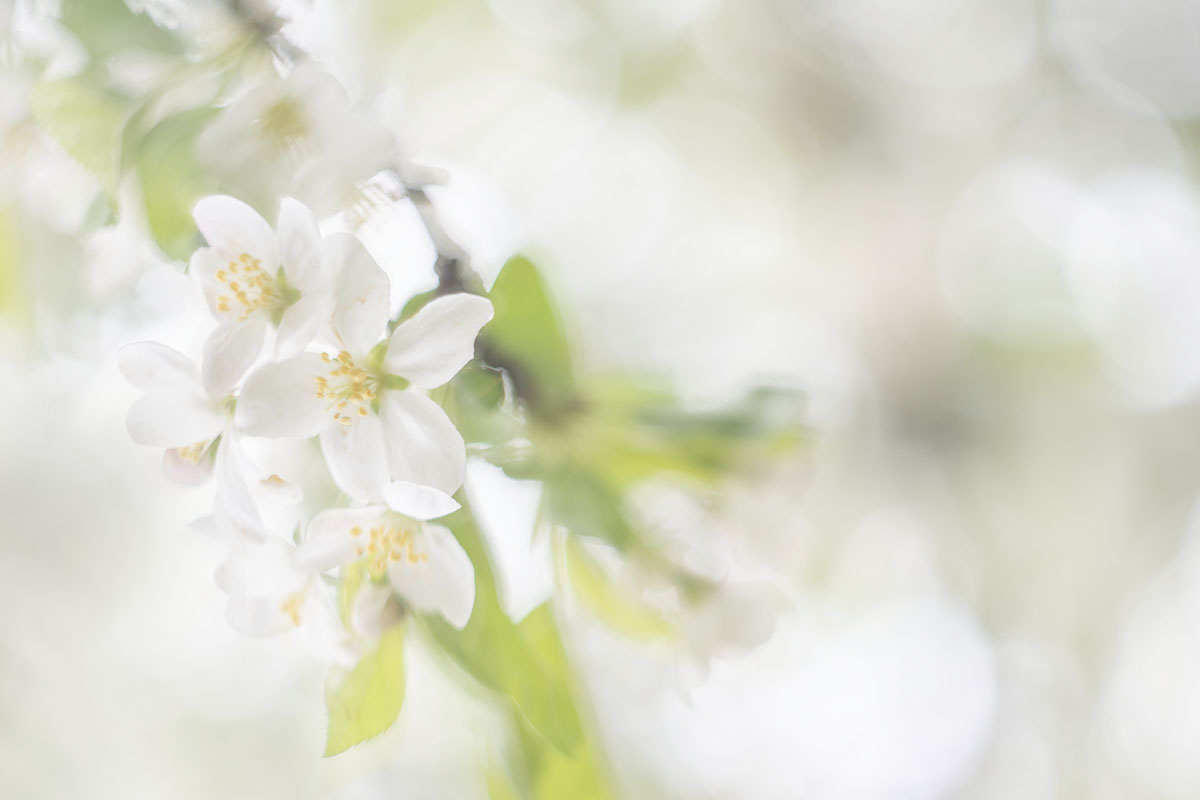Fine art bloesem fotografie
